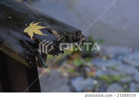 Falling autumn Falling autumn 21089559