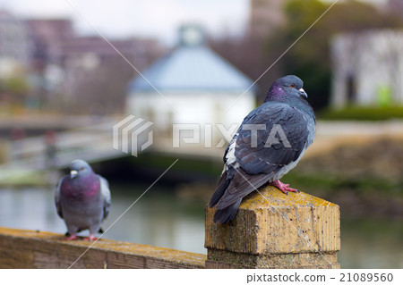 pigeon. pigeon. 21089560