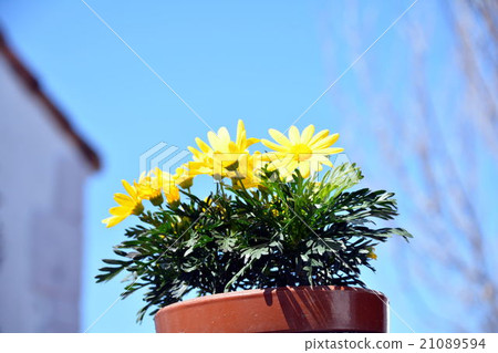 Margaret Margaret 21089594