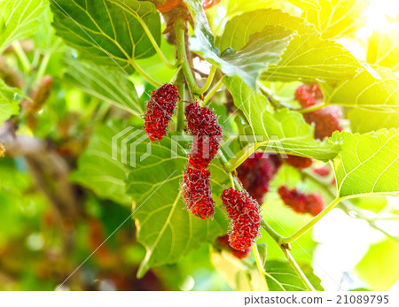 Fresh redmulberry on tree.  21089795