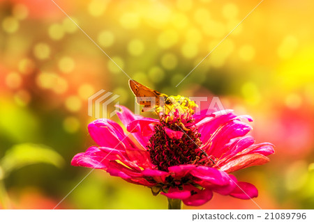 butterfly on the flowers 21089796