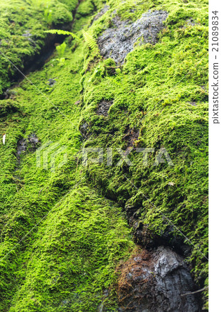 moss rock moss rock 21089834