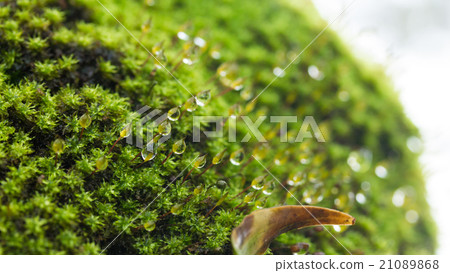 Moss and drop 21089868