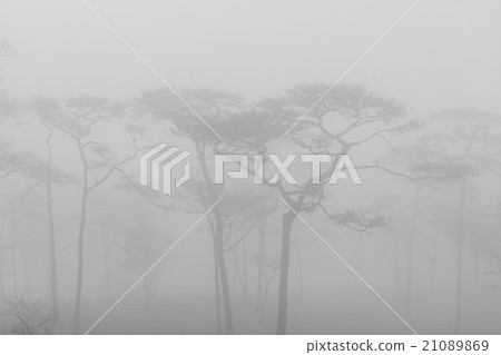 B&W forest B&W forest 21089869