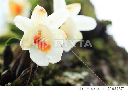 Wild flower 21089871