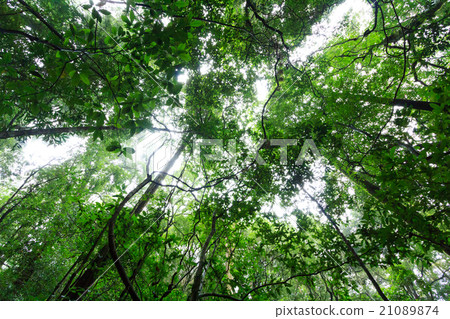 Light through forest 21089874