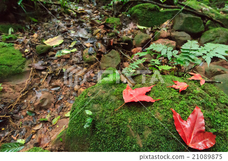 Red maple Red maple 21089875