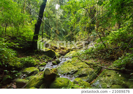 Beautiful Jungle 21089876