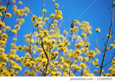 Flower of Sanshui 21089905