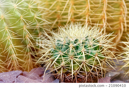 Cactus close-up 21090410