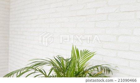 葉子植物 葉子植物 21090466