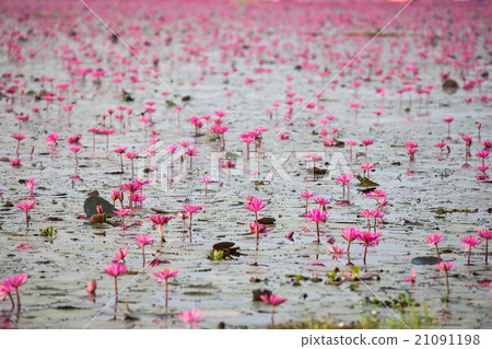 Red Lotus lake unseen in Udon Thani, Thailand Red Lotus lake unseen in Udon Thani, Thailand 21091198