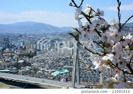 City and cherry tree 21091818