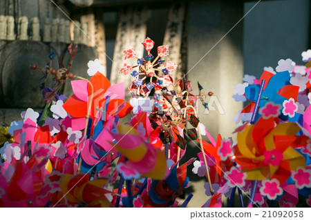 Kaguriguma (W) 21092058