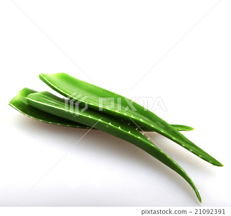 Aloe vera plant isolated on white 21092391