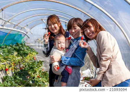 Strawberry picking with friends Strawberry picking with friends 21093094