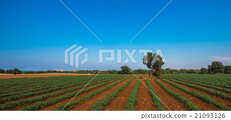 old olive tree in a field, typical tuscan lanscape 21093126
