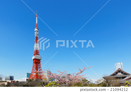 Tokyo tower and Sato club in full bloom 21094212
