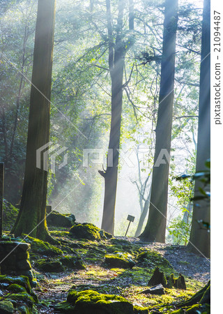 Morning mist walking path image Morning mist walking path image 21094487