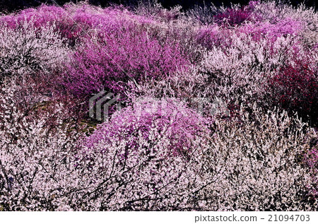 員City市農業園區 員City市農業園區 21094703