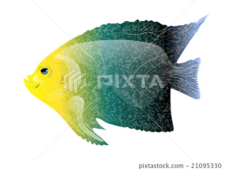 tropical fish 21095330