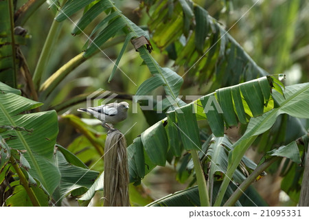 Living things Birds Colorful cherry tree, beautiful gray body shines the contrast of feathers white and black 21095331