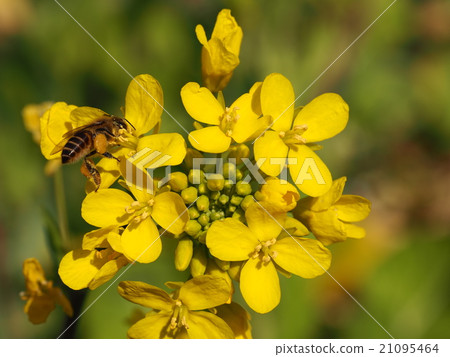 Bee and oilseed rape 21095464