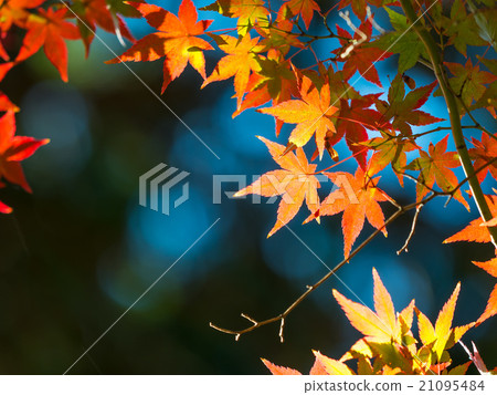 Bright autumn leaves Bright autumn leaves 21095484