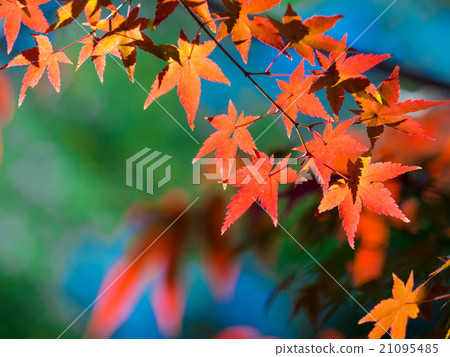 Bright autumn leaves Bright autumn leaves 21095485