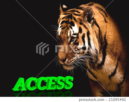 ACCESS bright volume letter, animal pussy tiger ACCESS bright volume letter, animal pussy tiger 21095492