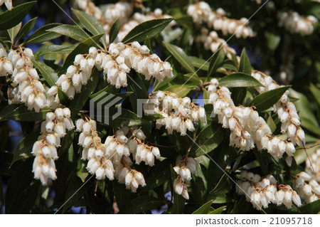 阿塞比花 21095718