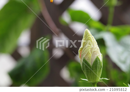 Flower bud of the pass · hibiscus 21095812