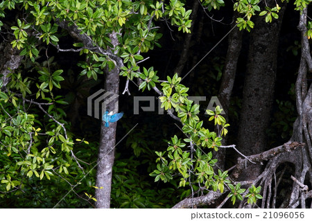 Nanjyo Shoubin 21096056