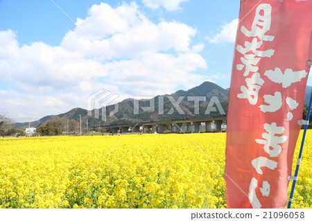 Rape blossoms in full bloom in Nara 21096058