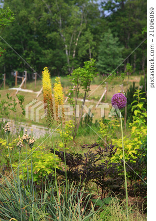 Hokkaido Taisetsu Forest garden flower 21096069