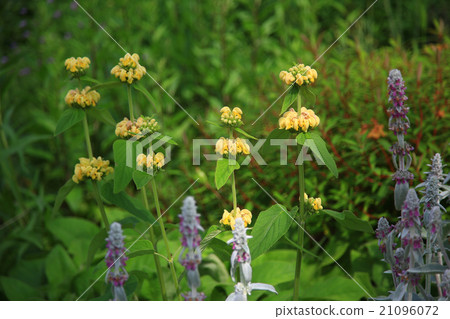 Hokkaido Taisetsu Forest garden flower 21096072