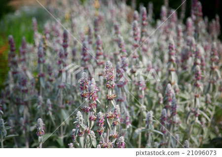 Hokkaido Taisetsu Forest garden flower 21096073