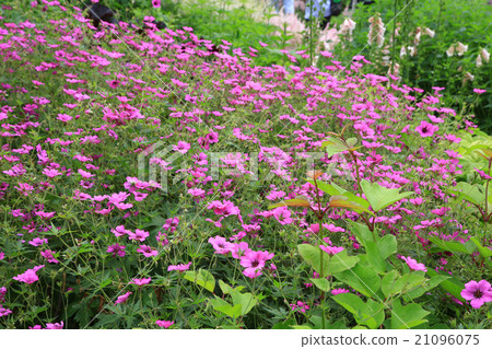 Hokkaido Taisetsu Forest garden flower 21096075