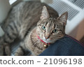 Cute Cat 21096198