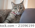 Cute Cat 21096199
