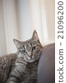 Cute Cat 21096200