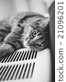 Cute Cat 21096201