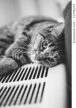 Cute Cat 21096201