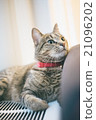 Cute Cat 21096202