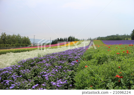 北海道富良野(薰衣草田) 北海道富良野(薰衣草田) 21096224