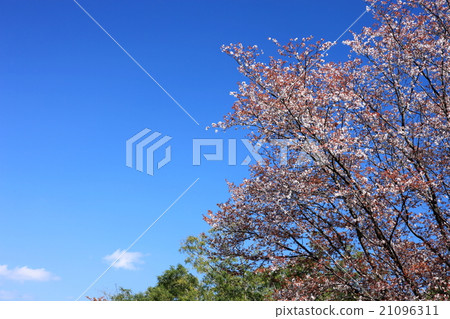 櫻花日南沿海路站的風景 21096311
