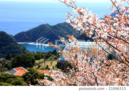 Scenery with cherry blossoms Nichinan Coast Tropical Dome Scenery with cherry blossoms Nichinan Coast Tropical Dome 21096313