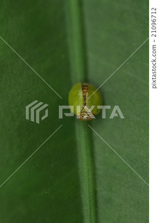 據說生物昆蟲malwa,深色的個體模仿瓢蟲。這是什麼? ··· 據說生物昆蟲malwa,深色的個體模仿瓢蟲。這是什麼? ··· 21096712