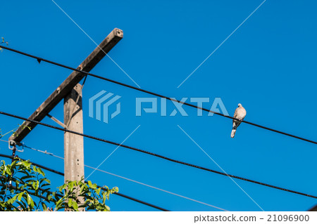 Dove is a ture Lover,two birds are on wire. Dove is a ture Lover,two birds are on wire. 21096900