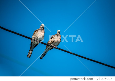Dove is a ture Lover,two birds are on wire. 21096902